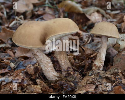 Siamesische Zwillinge Hazel Röhrenpilze Stockfoto