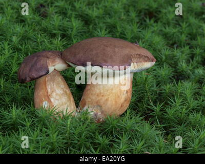 Bucht Bolete Zwillinge, Boletus Badius, Stockfoto