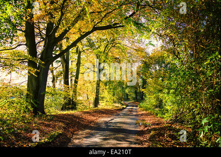 Einer ruhigen Seitenstraße der Wiltshire im Herbst Stockfoto
