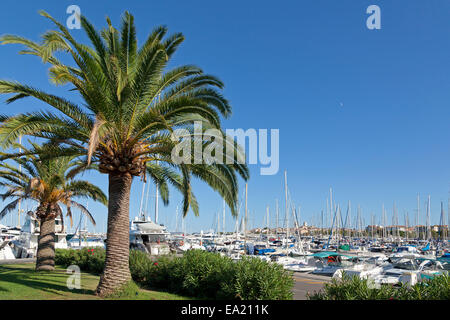 Palmen Sie, Bäumen und Yachten, Hafen und Altstadt, Antibes, Côte ´ Azur, Frankreich Stockfoto