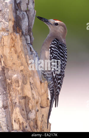 Gila Specht - Melanerpes Uropygialis - männlich Stockfoto