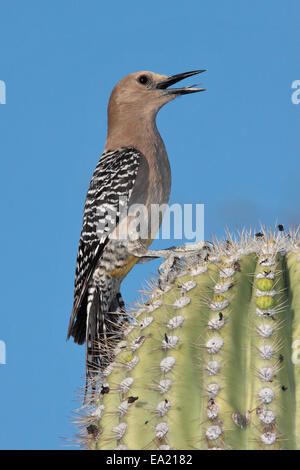 Gila Specht - Melanerpes Uropygialis - männlich Stockfoto