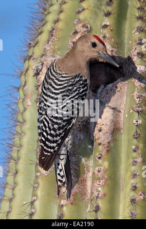 Gila Specht - Melanerpes Uropygialis - männlich Stockfoto