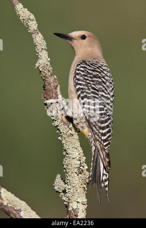 Gila Specht - Melanerpes Uropygialis - weiblich Stockfoto