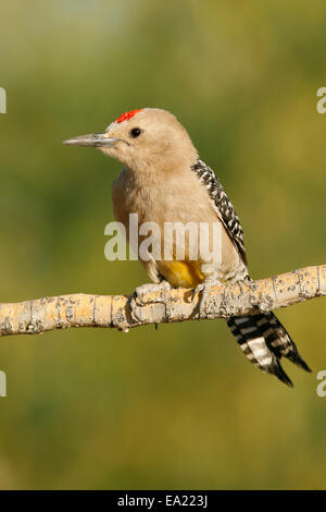 Gila Specht - Melanerpes Uropygialis - männlich Stockfoto