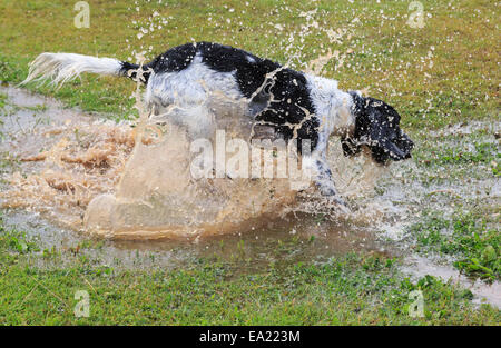 Ein erwachsener Schwarz und Weiß English Springer Spaniel hund Spaß allein Spritzen in eine Pfütze von Wasser. England, Großbritannien, Großbritannien Stockfoto