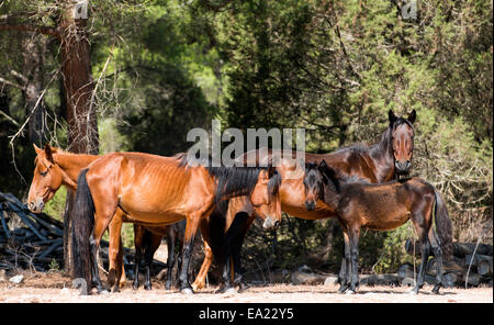 Giara Wildpferde (Cavallini della Giara) Equus Caballus Porto Conte Regional Park Sardinien Italien Stockfoto