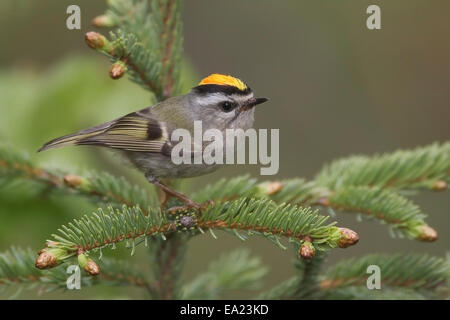 Golden-gekrönter Goldhähnchen - Regulus Satrapa - männlich Stockfoto