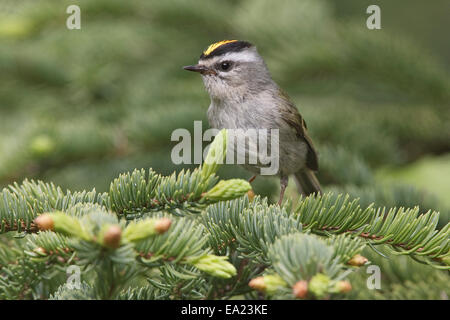 Golden-gekrönter Goldhähnchen - Regulus satrapa Stockfoto