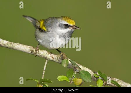 Golden-winged Warbler - Vermivora Chrysoptera - weiblich Stockfoto