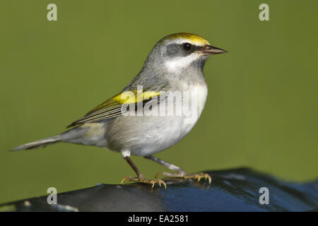 Golden-winged Warbler - Vermivora Chrysoptera - weiblich Stockfoto