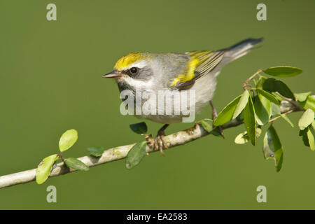 Golden-winged Warbler - Vermivora Chrysoptera - weiblich Stockfoto