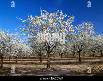 Landwirtschaft - Pflaume oder Pflaume Obstgarten in voller Blüte / in der Nähe von Mabton, Washington, USA. Stockfoto