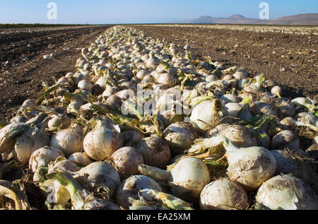 Landwirtschaft - weiße Zwiebeln, die ausgegraben worden sind in das Feld vor der Ernte Aushärtung / Tulelake, Nord-Kalifornien, USA. Stockfoto