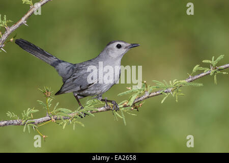 Graues Catbird - Dumetella carolinensis Stockfoto