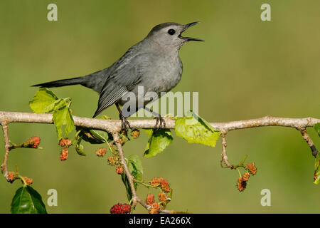 Graues Catbird - Dumetella carolinensis Stockfoto