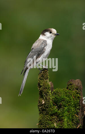 Gray Jay - Perisoreus canadensis Stockfoto
