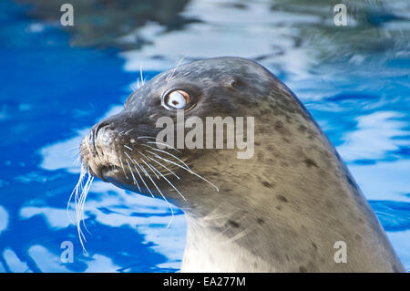 Porträt von marine Dichtung im Wasserbecken. Stockfoto