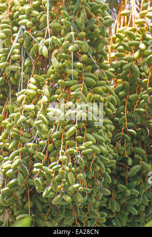 Nahaufnahme der grünen Termine auf Palme. Stockfoto