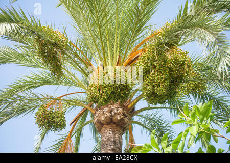 Grüne Termine auf Palme. Stockfoto