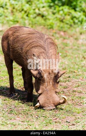 Ein Warzenschwein auf Nahrungssuche am Ufer des Lake Mburo im Lake Mburo National Park, Uganda Stockfoto