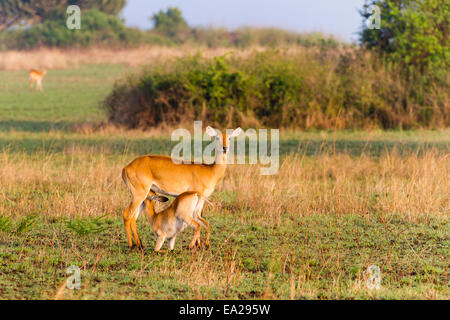 Eine ugandische Kob füttern ihre Jungen auf den Ebenen von der Queen Elizabeth National Park, Uganda Stockfoto