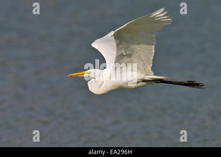 Silberreiher - Ardea alba Stockfoto