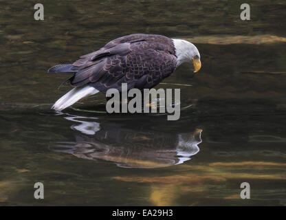 Weißkopf-Seeadler (Haliaeetus Leucocephalus) studiert seine Spiegelung im Gunnuk Creek, Insel der Kupreanof Dorf Kake, Südosten Al Stockfoto