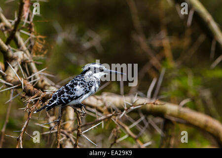 Ein Pied Kingfisher in der Hütte Kanal, Uganda Stockfoto