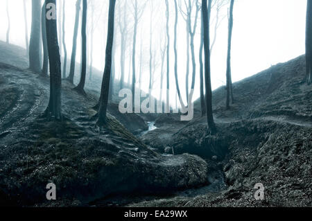 Natur. Nebel in den dunklen Wald. Stockfoto