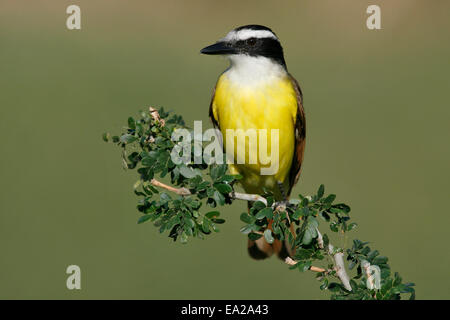 Große Kiskadee - Pitangus sulphuratus Stockfoto