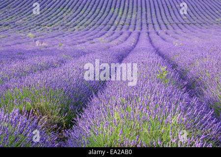 Reihen von duftenden Lavendel in einem Feld. Stockfoto