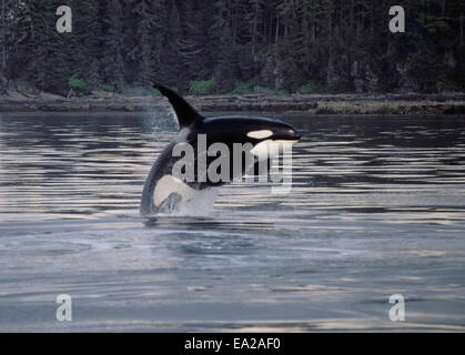 Schwertwal (Orcinus Orca), einem gezahnten Wal gegen Südosten Alaskas, der Alexander-Archipel. Stockfoto