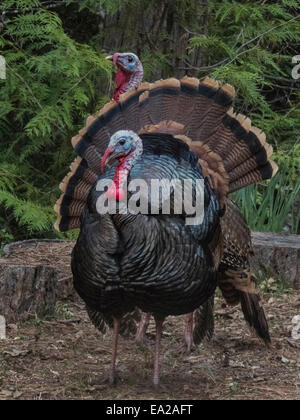 Wildtruthahn Männchen (Meleagris Gallopavo) Kehllappen engorged mit Blut, Weibchen während der Brutzeit zu gewinnen. Sierra foothi Stockfoto