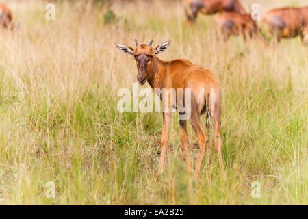 Ein Topi in Queen Elizabeth National Park, Uganda Stockfoto