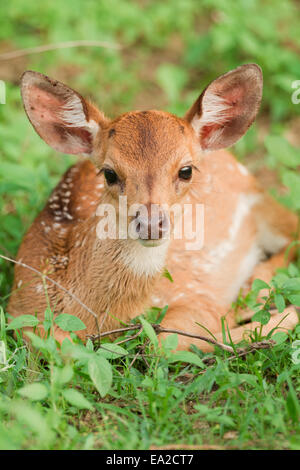 Reh Rehkitz liegend in Rasen Stockfoto