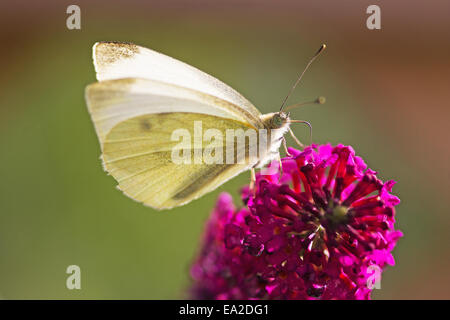 Ein kleinen weißen Schmetterling thront auf einer lila Blume Stockfoto