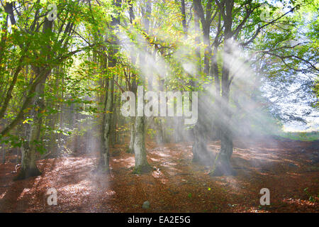 Nebel in den herbstlichen Wald. Bäume mit grünen und gelben Blättern Stockfoto