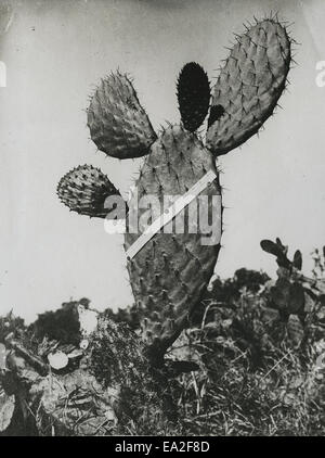 Eine detailliertere Ansicht der Kaktus Hecke Stockfoto