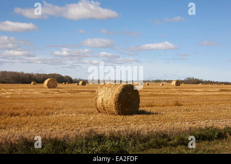 rolled hay bales on the prairies after harvest Saskatchewan Canada Stockfoto
