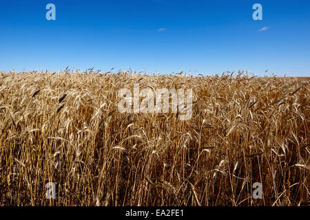 Bereich der Gerste Ernte auf den Prärien von Saskatchewan, Kanada Stockfoto