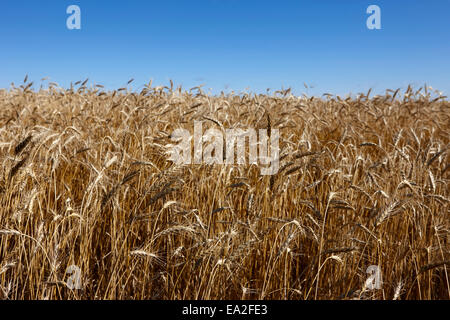 Bereich der Gerste Ernte auf den Prärien von Saskatchewan, Kanada Stockfoto