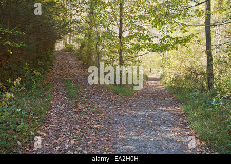 Bewaldeten Pfad bietet zwei Möglichkeiten auf dem Weg zu gehen, eine große Straße oder ein Low Road, beide führen zu einem unbekannten Schicksal teilt Stockfoto