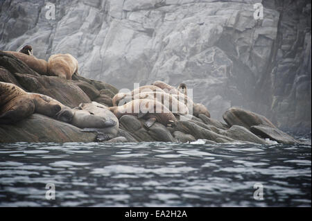 Walross Kolonie, Odobenus Rosmarus geschleppt-Out am Felsen, Baffin-Insel, der kanadischen Arktis. Stockfoto