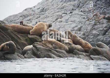 Walross Kolonie, Odobenus Rosmarus geschleppt-Out am Felsen, Baffin-Insel, der kanadischen Arktis. Stockfoto