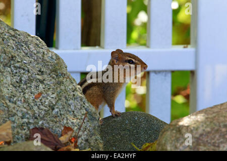 Östliche Chipmunk (Tamias Striatus) in einem Hause Hinterhof. Stockfoto