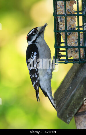 Dunenspecht (Picoides Pubescens) auf Talg Feeder. Stockfoto