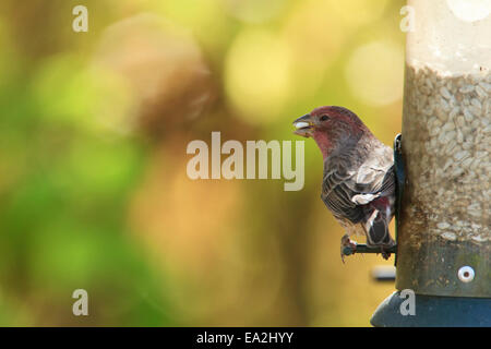 Männliche Haus Fink (Carpodacus Mexicanus) am Vogelhäuschen. Stockfoto