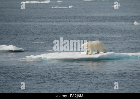 Männliche Eisbär Ursus Maritimus, Klettern auf einem Eisberg nach dem Schwimmen, Baffin Island, kanadische Arktis. Stockfoto