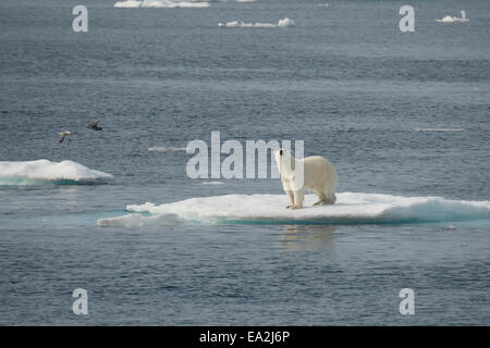 Männliche Eisbär Ursus Maritimus, Klettern auf einem Eisberg nach dem Schwimmen, Baffin Island, kanadische Arktis. Stockfoto